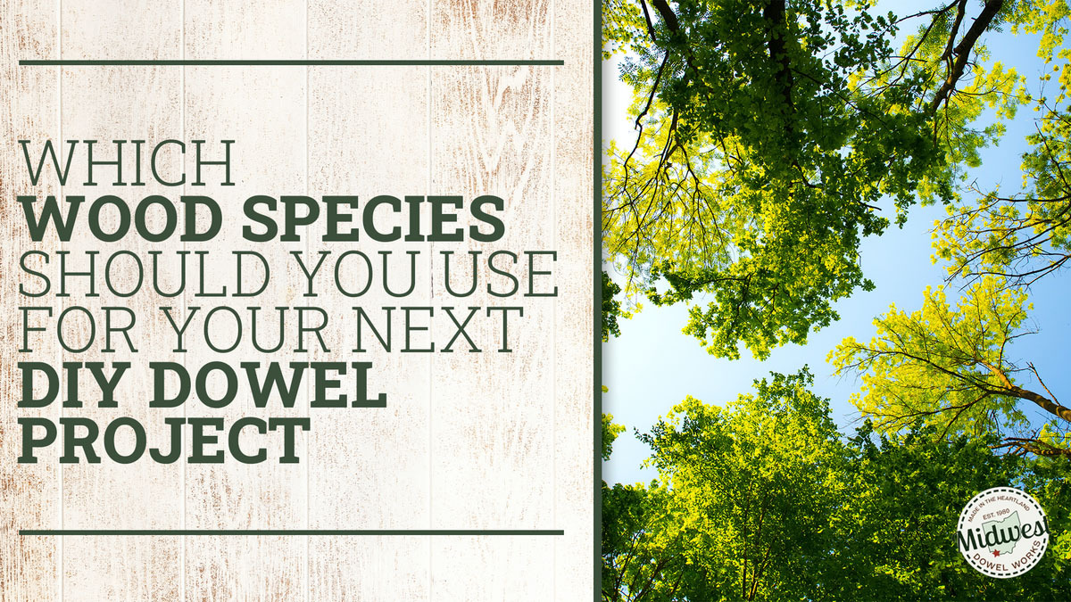Which Wood Species Should You Use for Your Next DIY Dowel Project? 